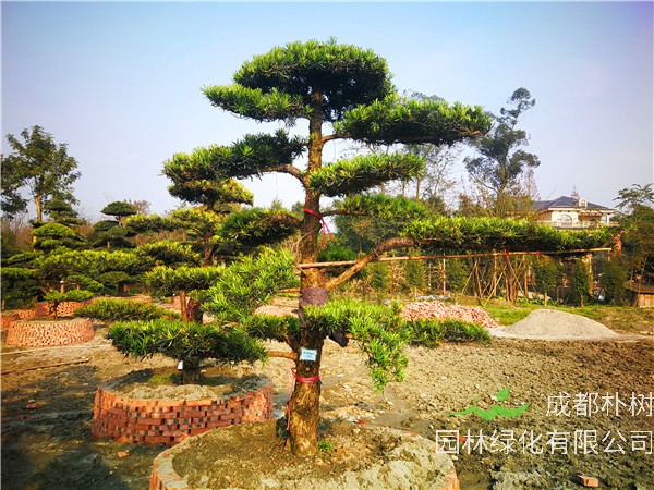 2020年成都市罗汉松价格趋势是怎么样的？